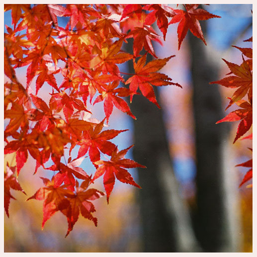 Autumnal landscape_f0191012_10254117.jpg