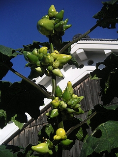 c0090327_21444178.jpg