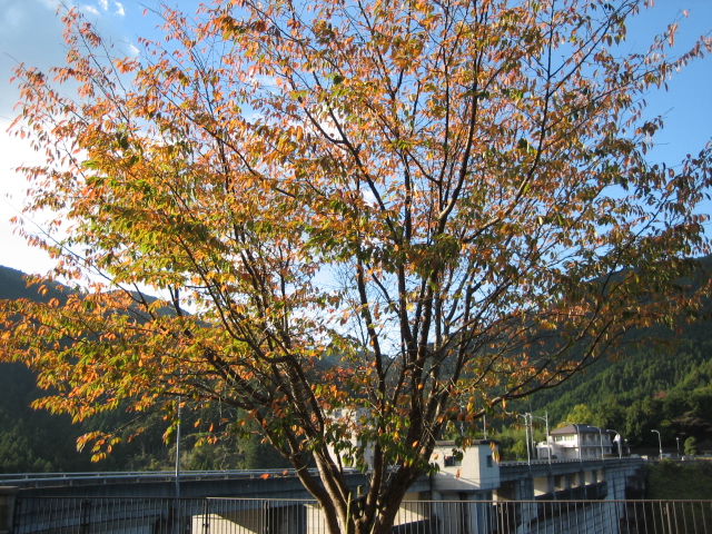 奈良ー１４番　鳥見山公園・長谷寺コース　宇陀市・桜井市_d0135633_11573967.jpg