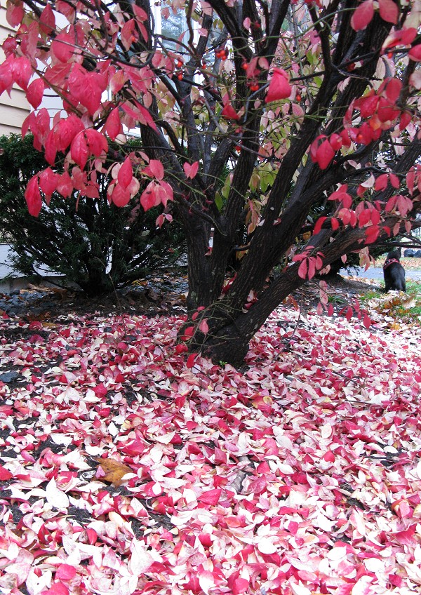 忘れていた赤い葉 Nekominto