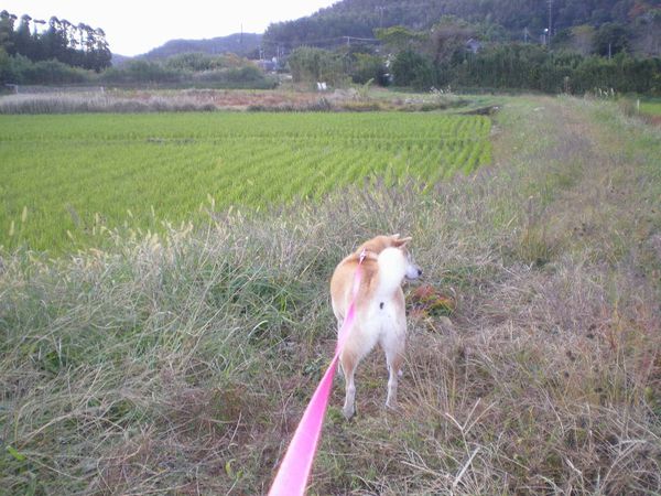 2008年11月14日(金)もうすっかり自然体!_f0060461_1444447.jpg