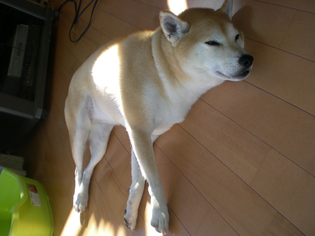 2008年11月14日(金)もうすっかり自然体!_f0060461_14562660.jpg