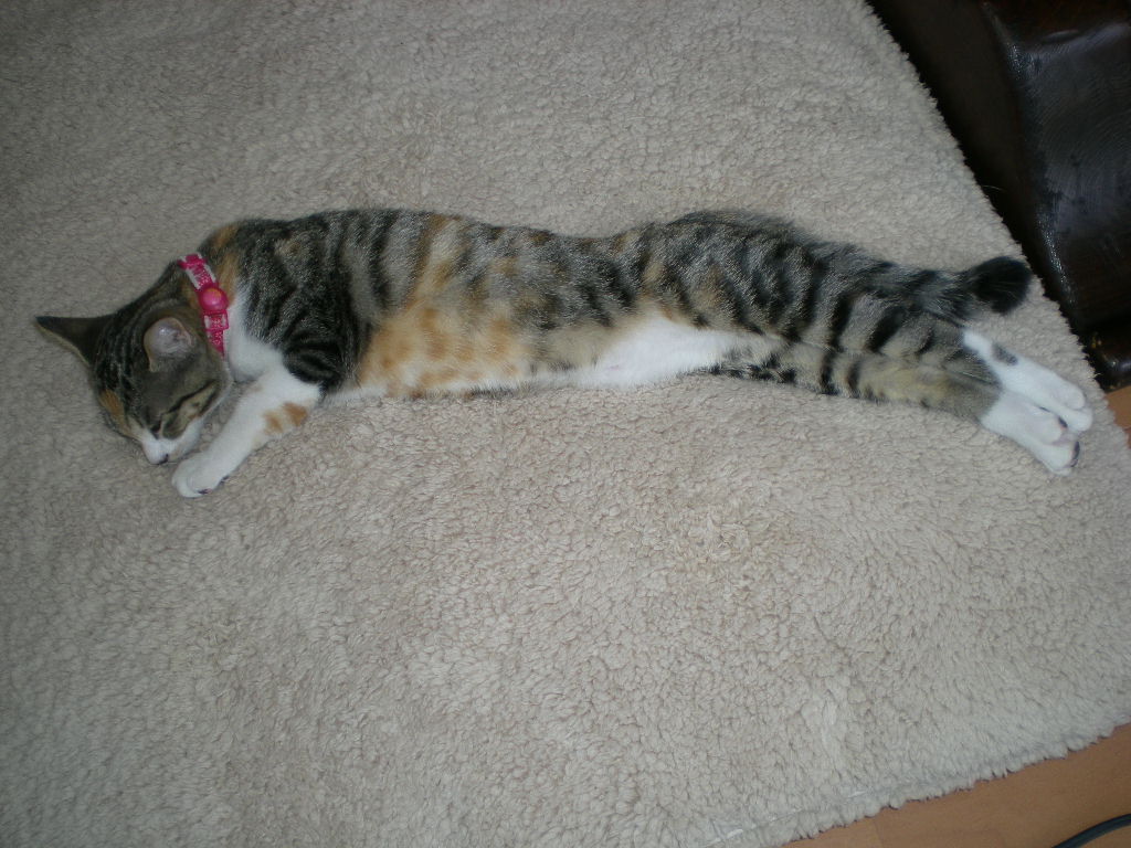 2008年11月14日(金)もうすっかり自然体!_f0060461_14575961.jpg