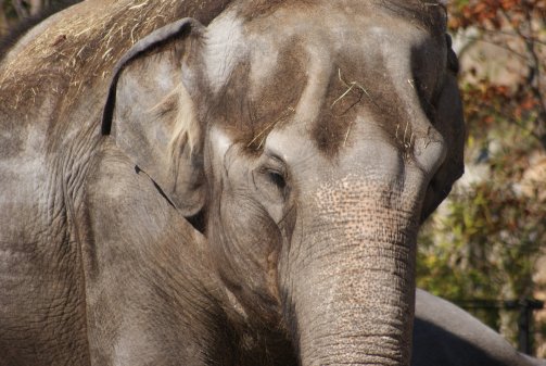 仙台八木山動物園に行ってきました　　大型動物編_a0025476_19275287.jpg