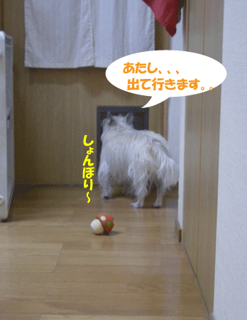 e0066883_2049721.gif
