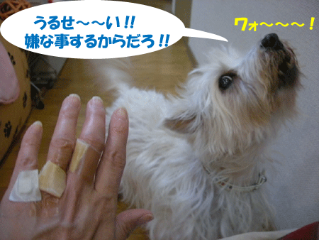 e0066883_20575865.gif