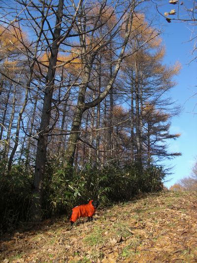 お山で散歩(3)　駆けまわるぐり。  _b0000885_7385634.jpg