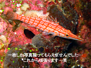 きてます!きてます! シミラン日帰りダイビング_f0144385_2282891.jpg