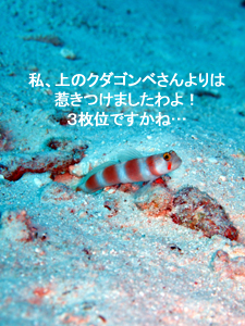 きてます!きてます! シミラン日帰りダイビング_f0144385_2284953.jpg