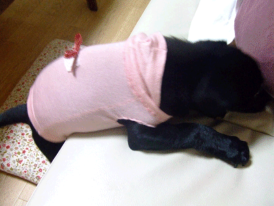 e0160787_20444131.gif
