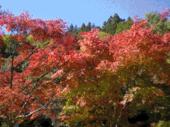 a0109288_19265367.gif