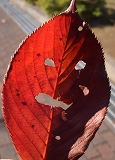 e0150989_19223810.jpg