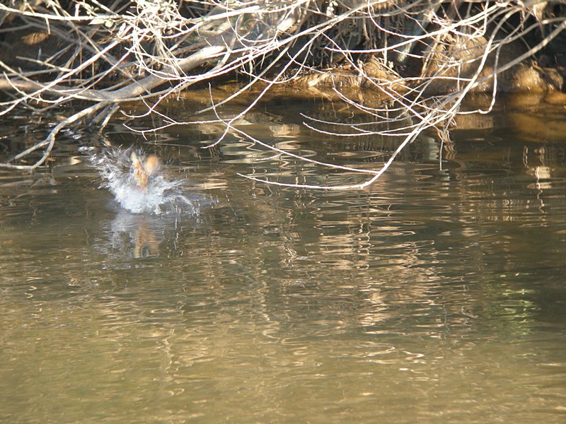 「狸」　　ノスリ+カワセミ_f0168596_18151862.jpg