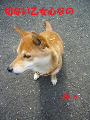 e0131506_0373377.jpg