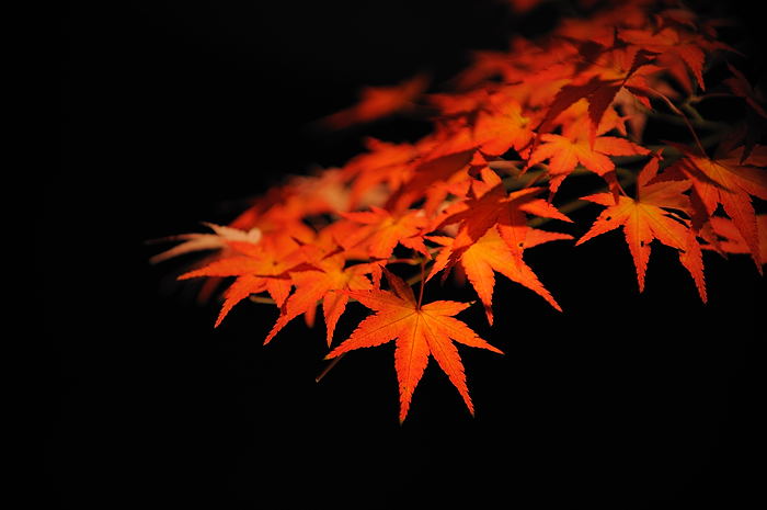 紅葉ライトアップ_f0032011_21582438.jpg