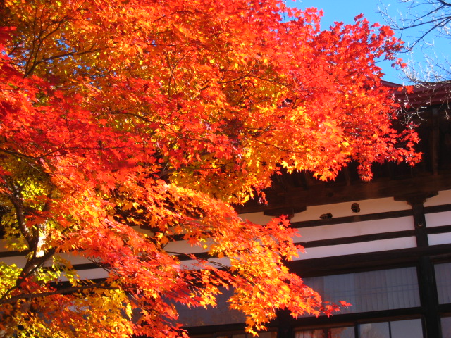 高遠城址公園・紅葉②_f0120317_17204244.jpg