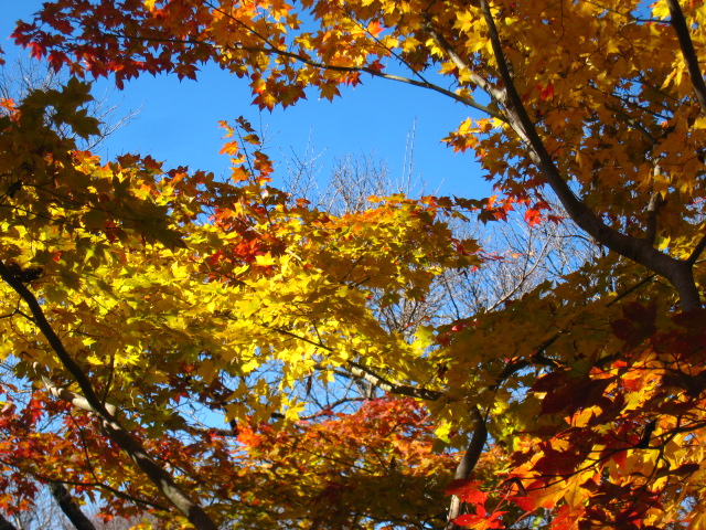 高遠城址公園・紅葉②_f0120317_17224474.jpg