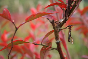ただいま紅葉シーズンです_c0123523_2375217.jpg