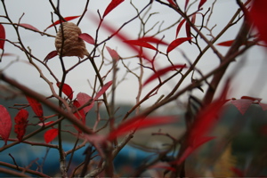 ただいま紅葉シーズンです_c0123523_238153.jpg