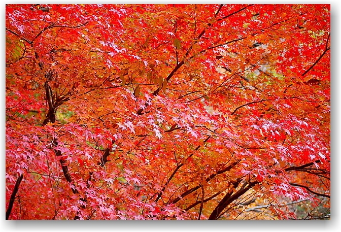autumn colors in Hokuto City ①_d0083623_17511516.jpg