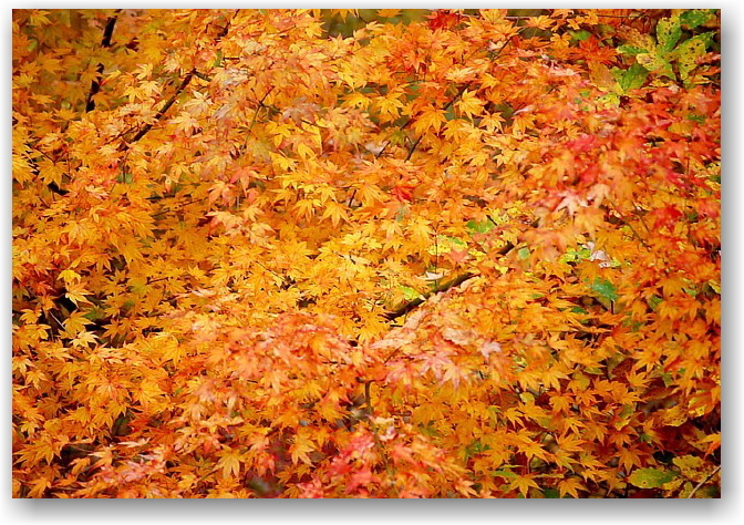 autumn colors in Hokuto City ①_d0083623_17512845.jpg