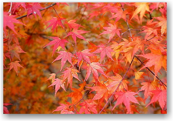 autumn colors in Hokuto City ①_d0083623_17515520.jpg