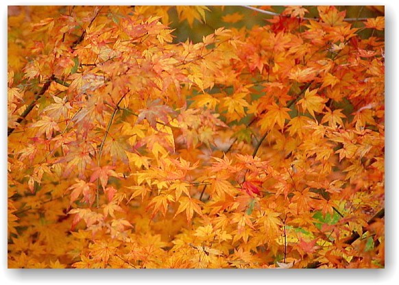 autumn colors in Hokuto City ①_d0083623_17535334.jpg