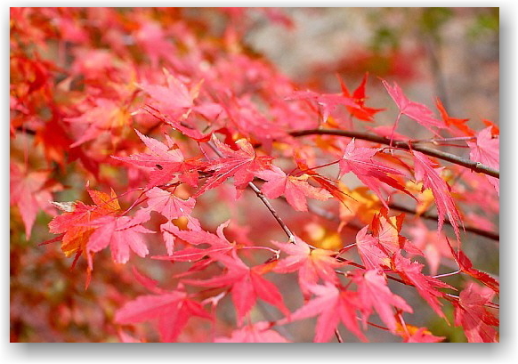 autumn colors in Hokuto City ①_d0083623_1753628.jpg