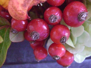 e0110940_1213216.jpg