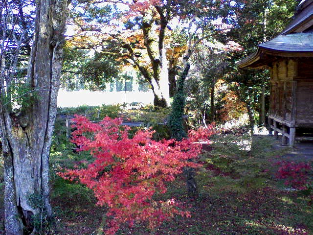 Red Leaves_f0124745_1917325.jpg