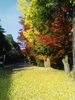 美星町の紅葉_d0004447_23563714.jpg