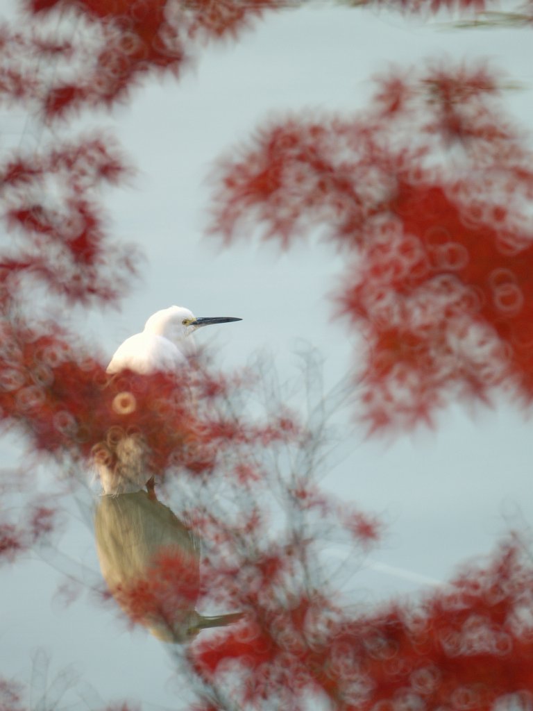 E-1&ReflexNikkor500F8の在庫から＾＾_e0134248_22143647.jpg