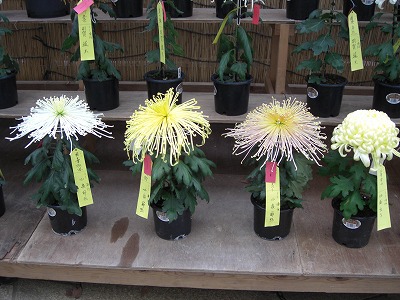 菊祭りの最後のアーチ_a0084753_824993.jpg
