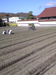 全自動の、玉ねぎ苗移植機_f0071456_23165370.jpg