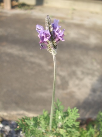c0111557_0402210.jpg