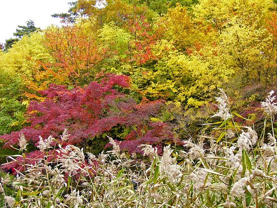 神戸市立森林植物園:長谷池周辺の紅葉 ~ここ数日がピーク~_b0063958_18322564.jpg