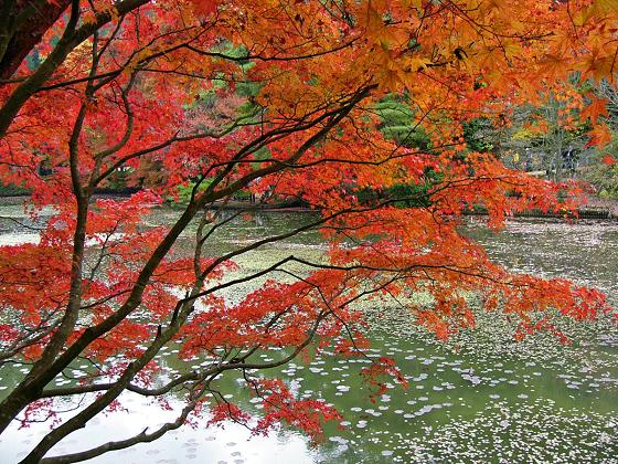 神戸市立森林植物園:長谷池周辺の紅葉 ~ここ数日がピーク~_b0063958_18324346.jpg