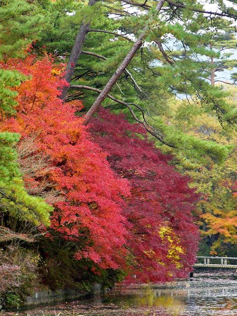 神戸市立森林植物園:長谷池周辺の紅葉 ~ここ数日がピーク~_b0063958_1832643.jpg