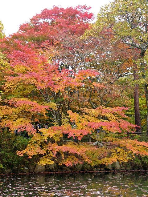 神戸市立森林植物園:長谷池周辺の紅葉 ~ここ数日がピーク~_b0063958_18331172.jpg