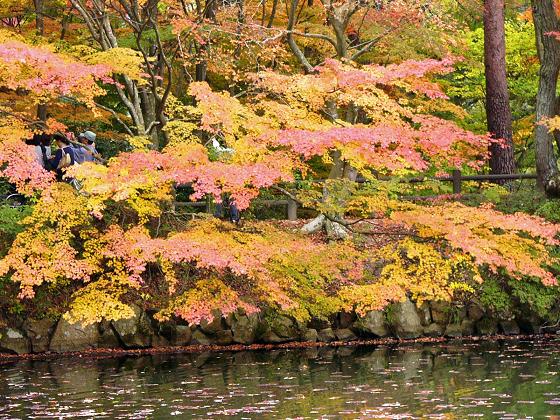 神戸市立森林植物園:長谷池周辺の紅葉 ~ここ数日がピーク~_b0063958_18333149.jpg