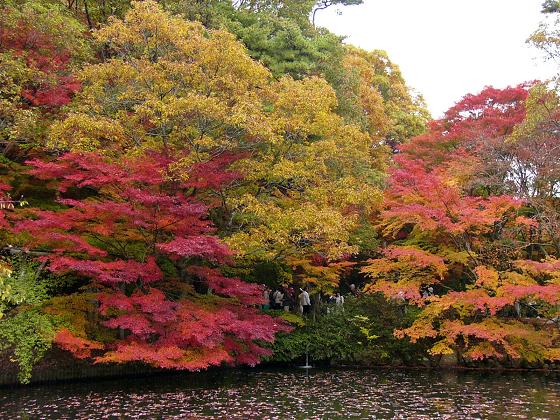 神戸市立森林植物園:長谷池周辺の紅葉 ~ここ数日がピーク~_b0063958_18334988.jpg