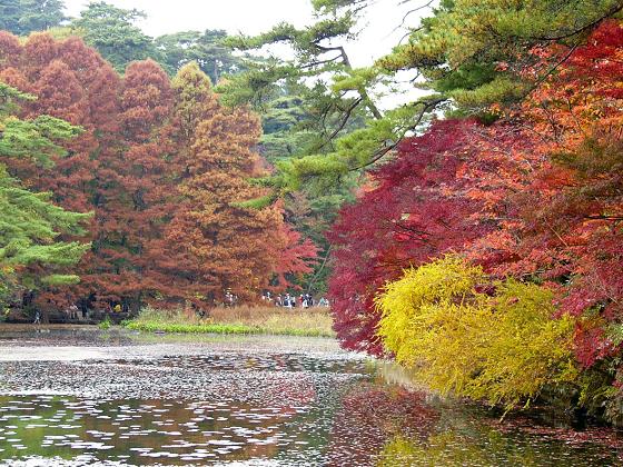 神戸市立森林植物園:長谷池周辺の紅葉 ~ここ数日がピーク~_b0063958_18341566.jpg