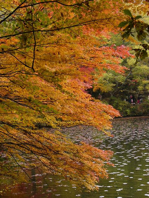 神戸市立森林植物園:長谷池周辺の紅葉 ~ここ数日がピーク~_b0063958_18343439.jpg