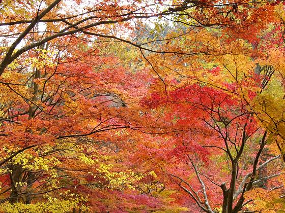 神戸市立森林植物園:長谷池周辺の紅葉 ~ここ数日がピーク~_b0063958_1835303.jpg