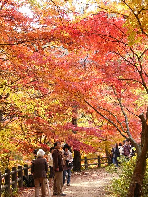 神戸市立森林植物園:長谷池周辺の紅葉 ~ここ数日がピーク~_b0063958_18384632.jpg