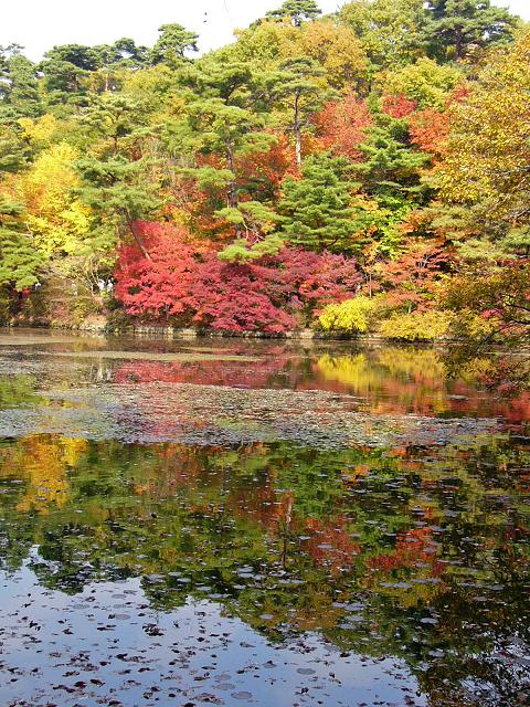 神戸市立森林植物園:長谷池周辺の紅葉 ~ここ数日がピーク~_b0063958_1923112.jpg