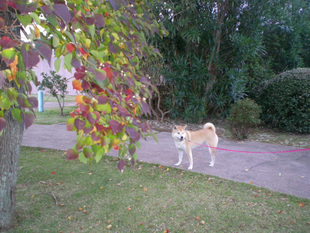 2008年11月15日(土)秋の興津海岸!_f0060461_1521471.jpg