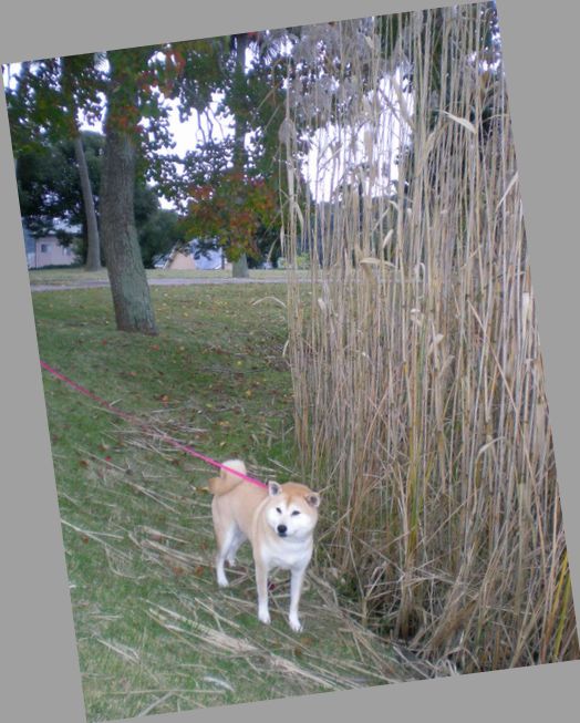 2008年11月15日(土)秋の興津海岸!_f0060461_15242946.jpg