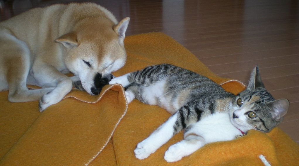 2008年11月15日(土)秋の興津海岸!_f0060461_1537185.jpg