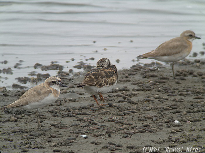 オオメダイチドリ　　Greater Sandplover/ Charadrius leschenaultii_b0069564_19344821.jpg